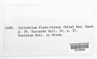 Cylindrium flavovirens image